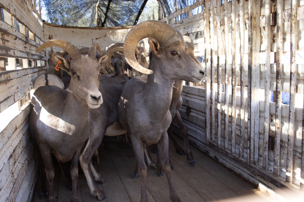 Contribuye Gobierno de Sonora a recuperación del borrego cimarrón con liberación de 20 animales: Celida López